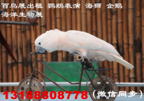宁德海洋展出租企鹅展览租赁