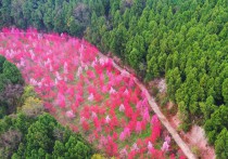 四川中江：花开六万树桃醉三十里