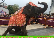 宁德马戏团表演出租公司